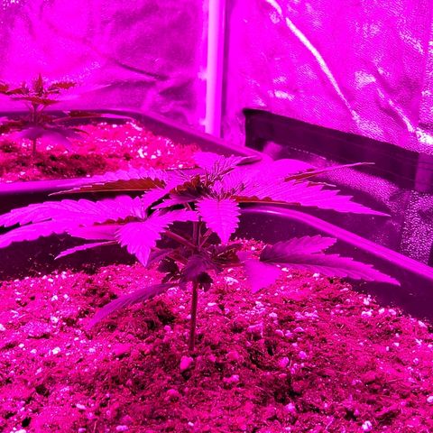 Growerina growlog photo: 08,00 Oggi topping a nord