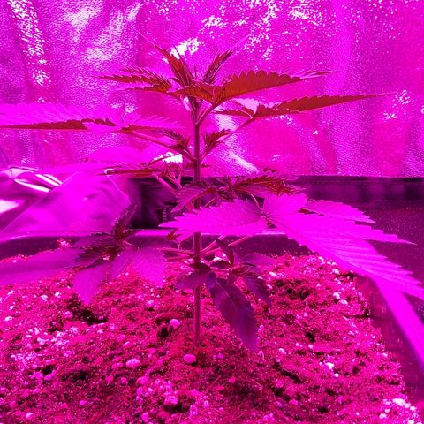 Growerina growlog photo: 08,00 Oggi topping a nord
