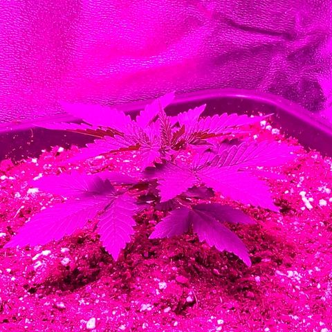 Growerina growlog photo: 08,00 Oggi topping a nord