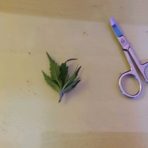 Growerina growlog photo: 19,30 Topping a ovest