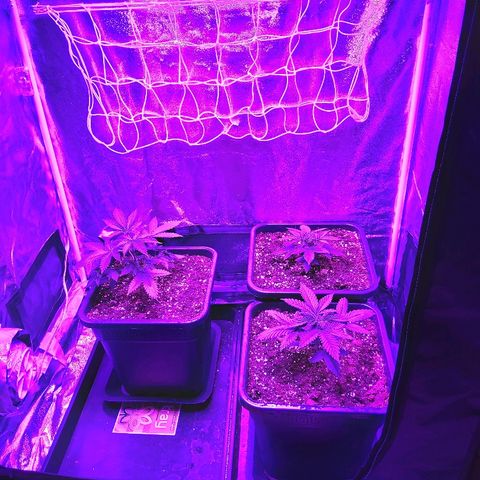 Growerina growlog photo: 06,30 Ovest ha reagito bene al topping