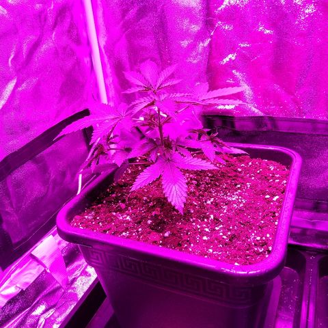 Growerina growlog photo: 06,30 Ovest ha reagito bene al topping