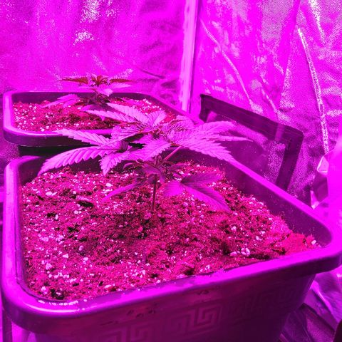 Growerina growlog photo: 06,30 Ovest ha reagito bene al topping