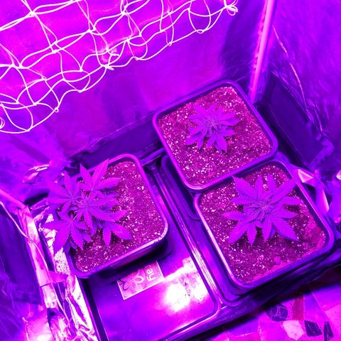 Growerina growlog photo: 06,30 Ovest ha reagito bene al topping