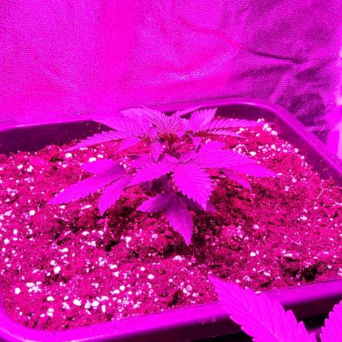 Growerina growlog photo: 06,30 Ovest ha reagito bene al topping