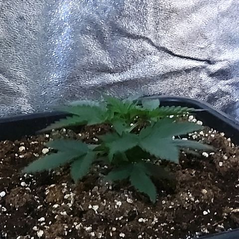 Growerina growlog photo: 09,90 Tutto ok
