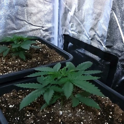 Growerina growlog photo: 09,90 Tutto ok