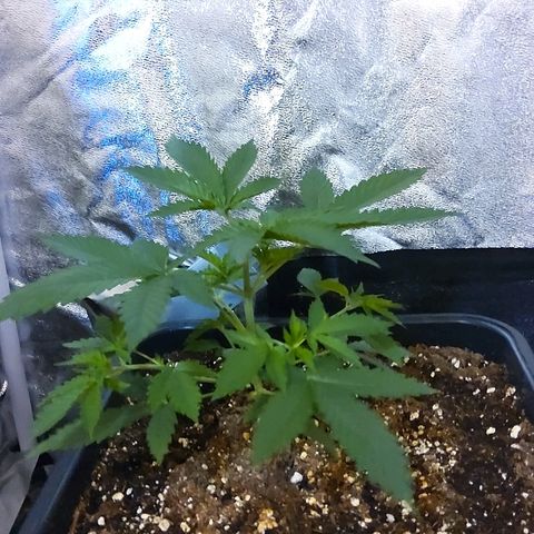 Growerina growlog photo: 09,90 Tutto ok
