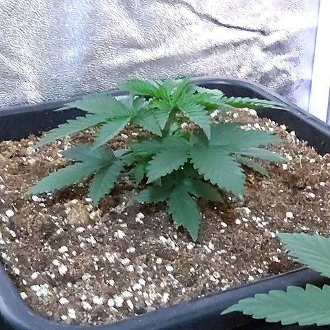 Growerina growlog photo: 09,00 Terreno sopra asciutto, sotto umido
