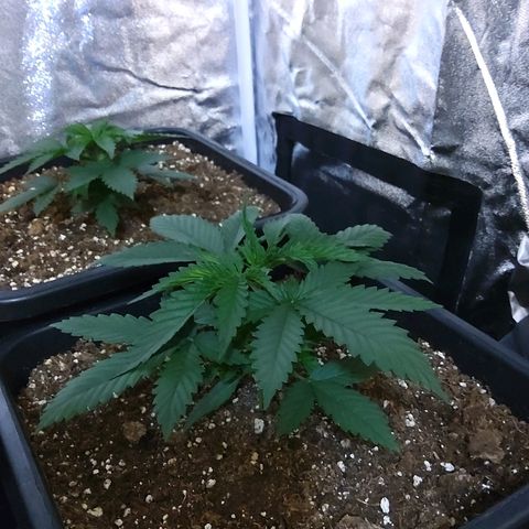 Growerina growlog photo: 09,00 Terreno sopra asciutto, sotto umido