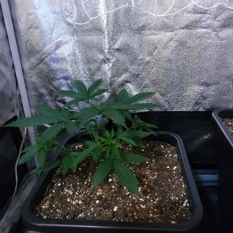 Growerina growlog photo: 09,00 Terreno sopra asciutto, sotto umido