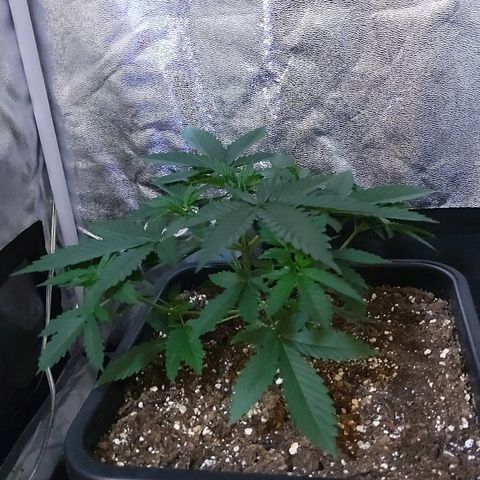 Growerina growlog photo: 18,30 Tutto ok