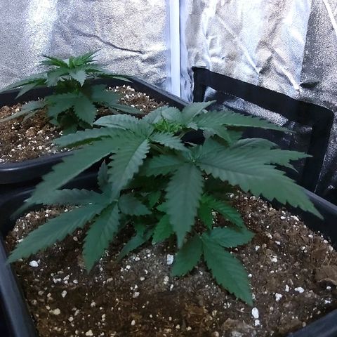 Growerina growlog photo: 18,30 Tutto ok