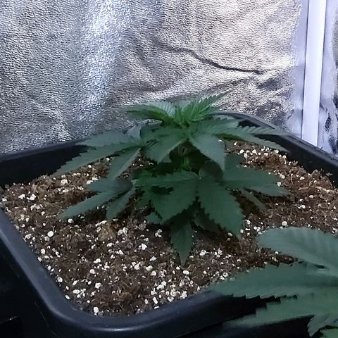 Growerina growlog photo: 18,30 Tutto ok