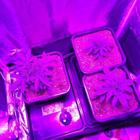 Growerina growlog timeline photo