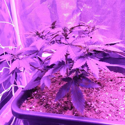 Growerina growlog photo: 22,00 Ovest perfetto,sud in ripresa dopo fimming errato, nord sempre nana