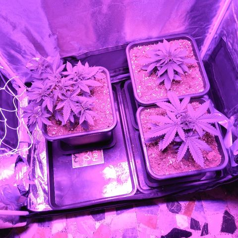 Growerina growlog photo: 22,00 Ovest perfetto,sud in ripresa dopo fimming errato, nord sempre nana