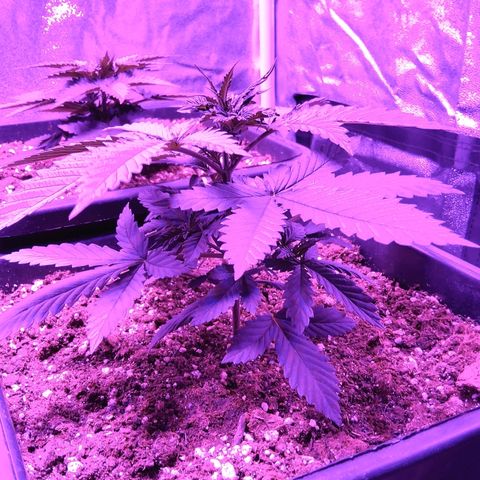 Growerina growlog photo: 22,00 Ovest perfetto,sud in ripresa dopo fimming errato, nord sempre nana