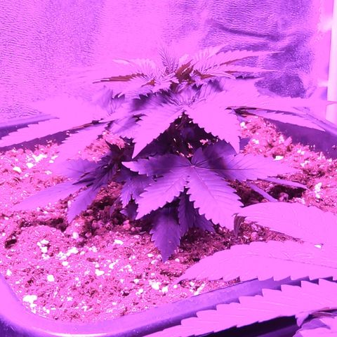 Growerina growlog photo: 22,00 Ovest perfetto,sud in ripresa dopo fimming errato, nord sempre nana