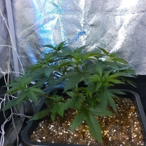 Growerina growlog photo: 09,00 Tutto ok
