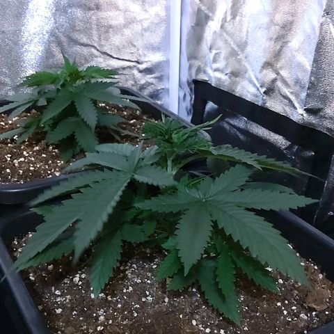 Growerina growlog photo: 09,00 Tutto ok