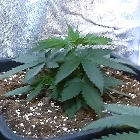 Growerina growlog photo: 09,00 Tutto ok