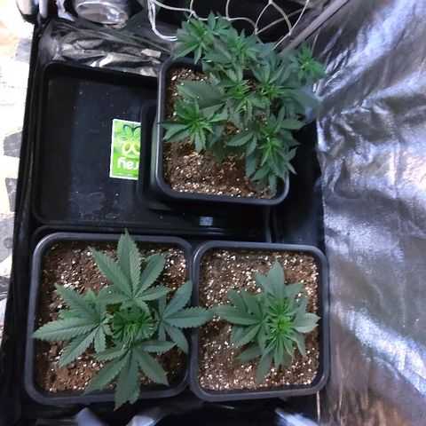 Growerina growlog photo: 09,00 Tutto ok