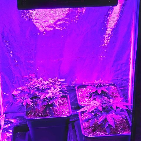 Growerina growlog photo: 00,30 Abbassata lampada
