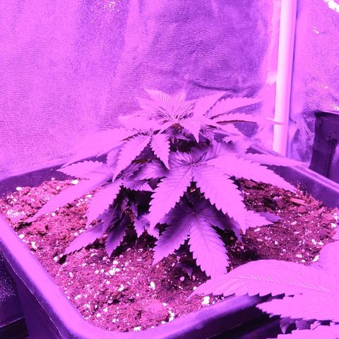 Growerina growlog photo: Ore 21,00 Sud potrebbe fare le 4 cime, ma pianta indebolita da fim errato. A nord va meglio pianta intensa. Ovest ha reagito benissimo, struttura a candelabro