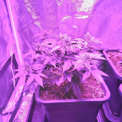 Growerina growlog photo: Ore 21,00 Sud potrebbe fare le 4 cime, ma pianta indebolita da fim errato. A nord va meglio pianta intensa. Ovest ha reagito benissimo, struttura a candelabro