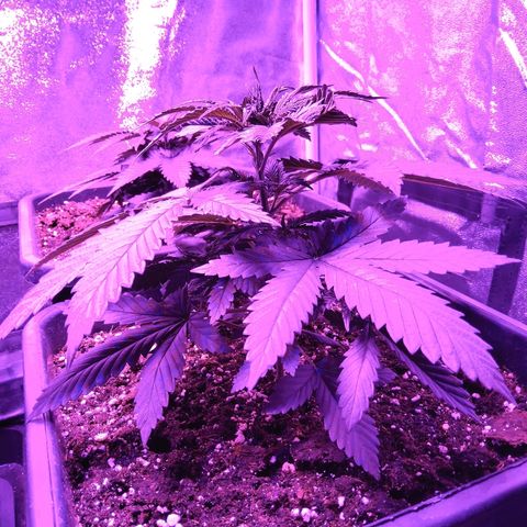Growerina growlog photo: Ore 21,00 Sud potrebbe fare le 4 cime, ma pianta indebolita da fim errato. A nord va meglio pianta intensa. Ovest ha reagito benissimo, struttura a candelabro