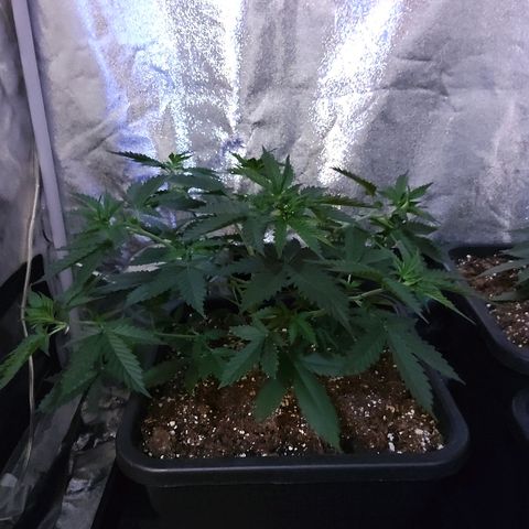 Growerina growlog photo: 09,00 Ok