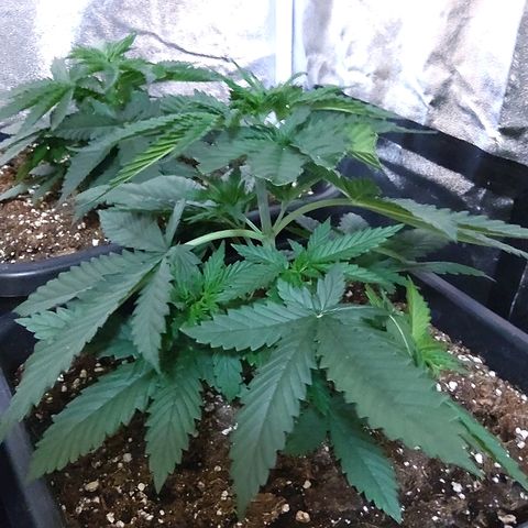 Growerina growlog photo: 09,00 Ok