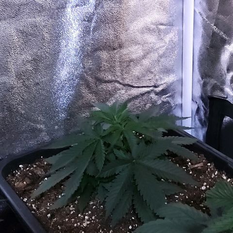Growerina growlog photo: 09,00 Ok