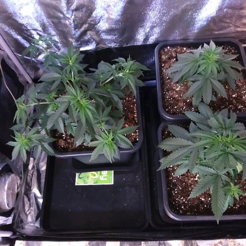 Growerina growlog photo: 12,00 Piante un po' mosce