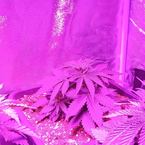 Growerina growlog photo: 07,30 Lampada a 55cm. da bordo vasi