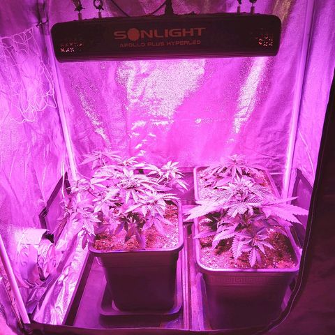 Growerina growlog photo: 07,30 Lampada a 55cm. da bordo vasi