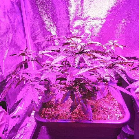 Growerina growlog photo: 07,30 Lampada a 55cm. da bordo vasi