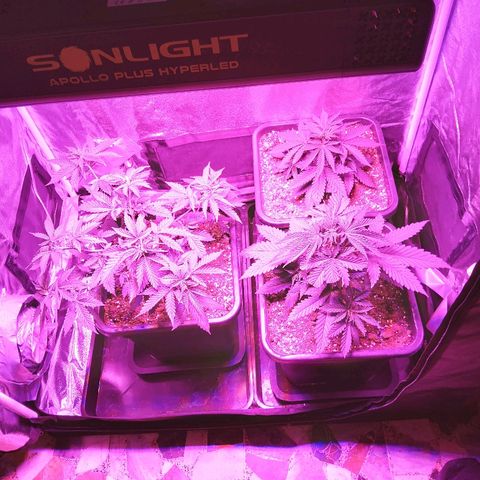 Growerina growlog photo: 07,30 Lampada a 55cm. da bordo vasi