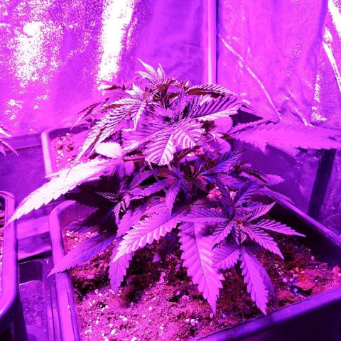 Growerina growlog photo: 07,30 Lampada a 55cm. da bordo vasi