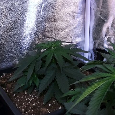 Growerina growlog photo: 12,00 Ok