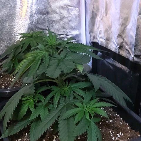 Growerina growlog photo: 12,00 Ok