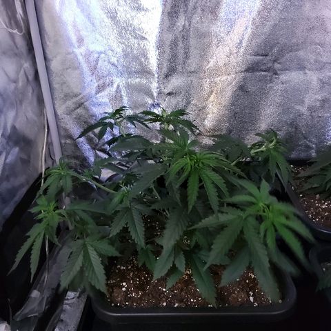 Growerina growlog photo: 12,00 Ok