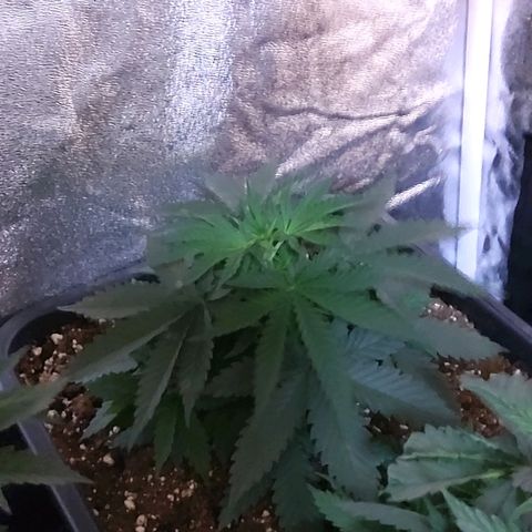 Growerina growlog photo: 09,00 Ok