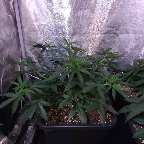 Growerina growlog photo: 09,00 Ok