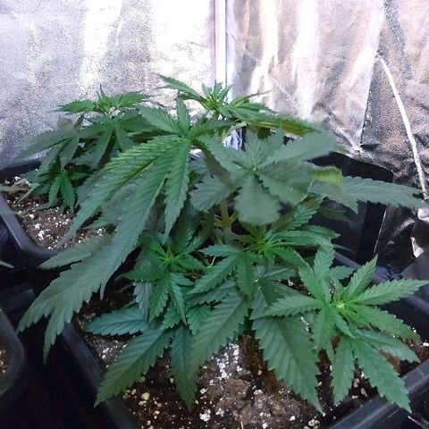 Growerina growlog photo: 09,00 Ok