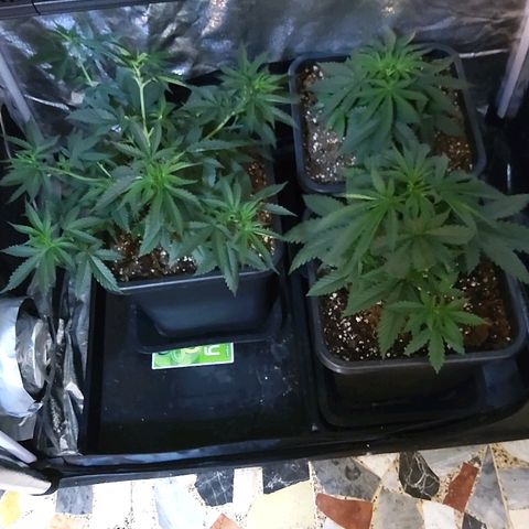 Growerina growlog photo: 09,00 Ok