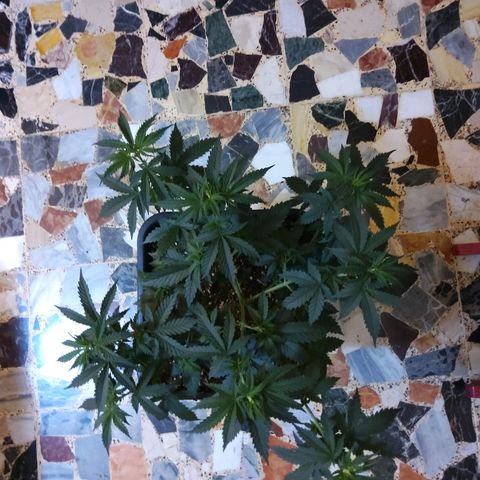 Growerina growlog photo: 09,30 Ovest