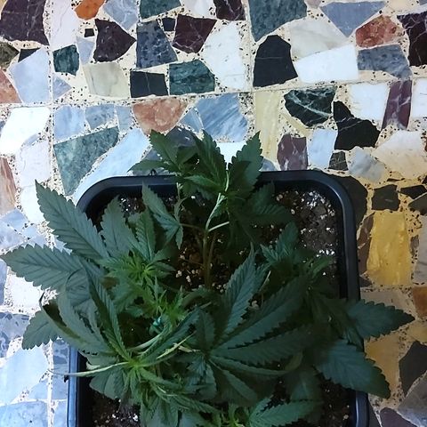Growerina growlog timeline photo
