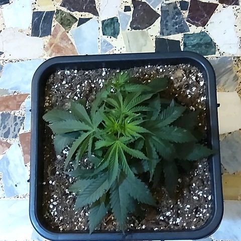 Growerina growlog timeline photo